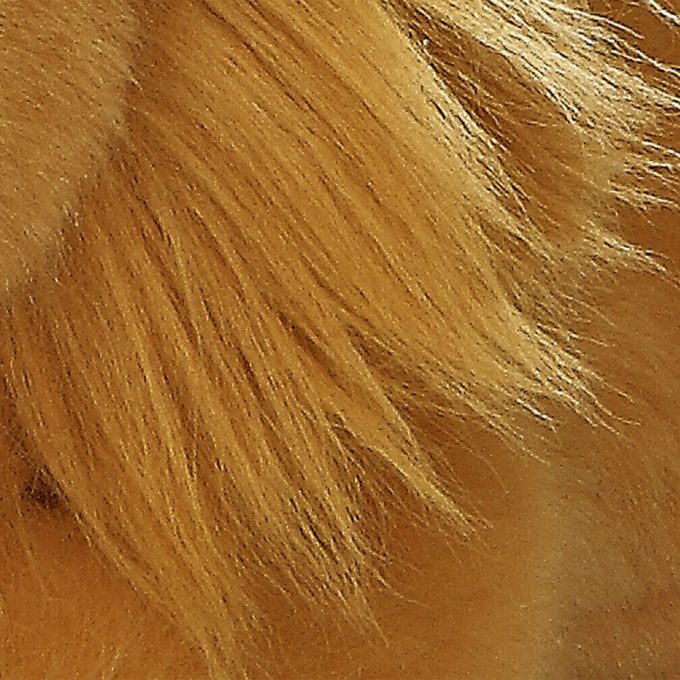 Aurora® - Miyoni® - Lion